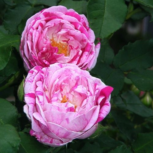 Gärtnerei - Rosa Honorine de Brabant - rosa - violett - bourbonrosen - stark duftend - Rémi Tanne - Die erset Blütezeit ist am üppigsten, aber hin und wieder blüht sie auch noch bis zum Herbst.